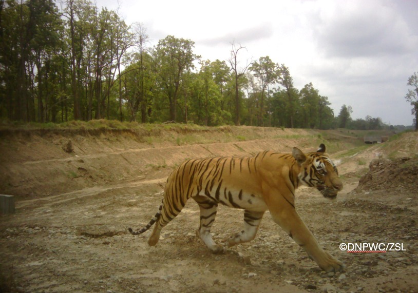tiger_1.jpg